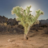 Joshua Tree, Mojave Desert, California