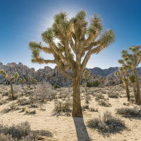 Joshua Tree, Joshua Tree, Mojave Desert, California