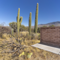 At the End of the Street and Saguaro Cacti, Tucson Arizona