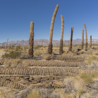 Decapitated Palm Trees, Arizona Desert