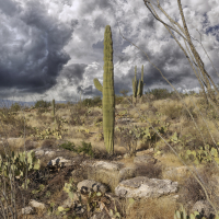 Saguaro Cactus Before the Storm, Tuson Arizona