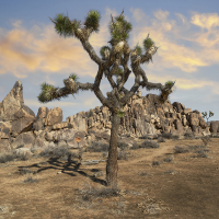 Joshua Tree, Twentynine Palms, California