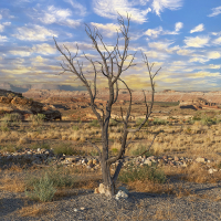 Desert dry brush in the sands of Utah