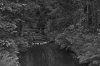 Lonely Gardens